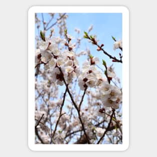 Blossom tree Sticker